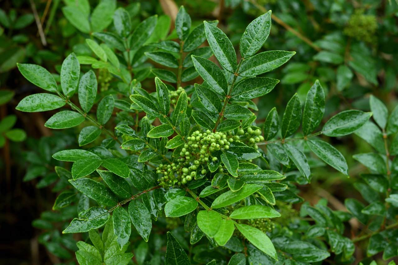 刺花椒（圖片來源／王偉聿）.jpg