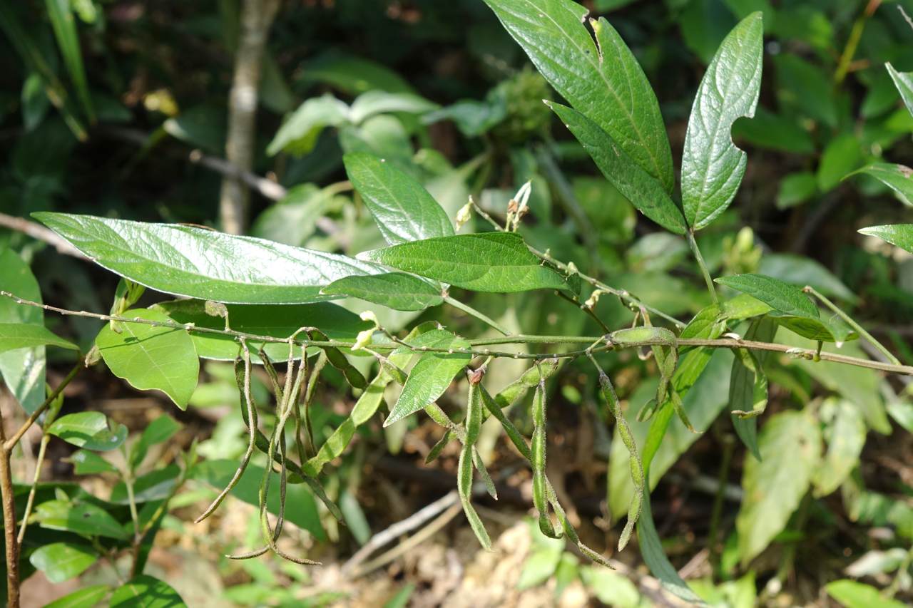 銳葉小槐花（圖片來源／王偉聿）.jpg