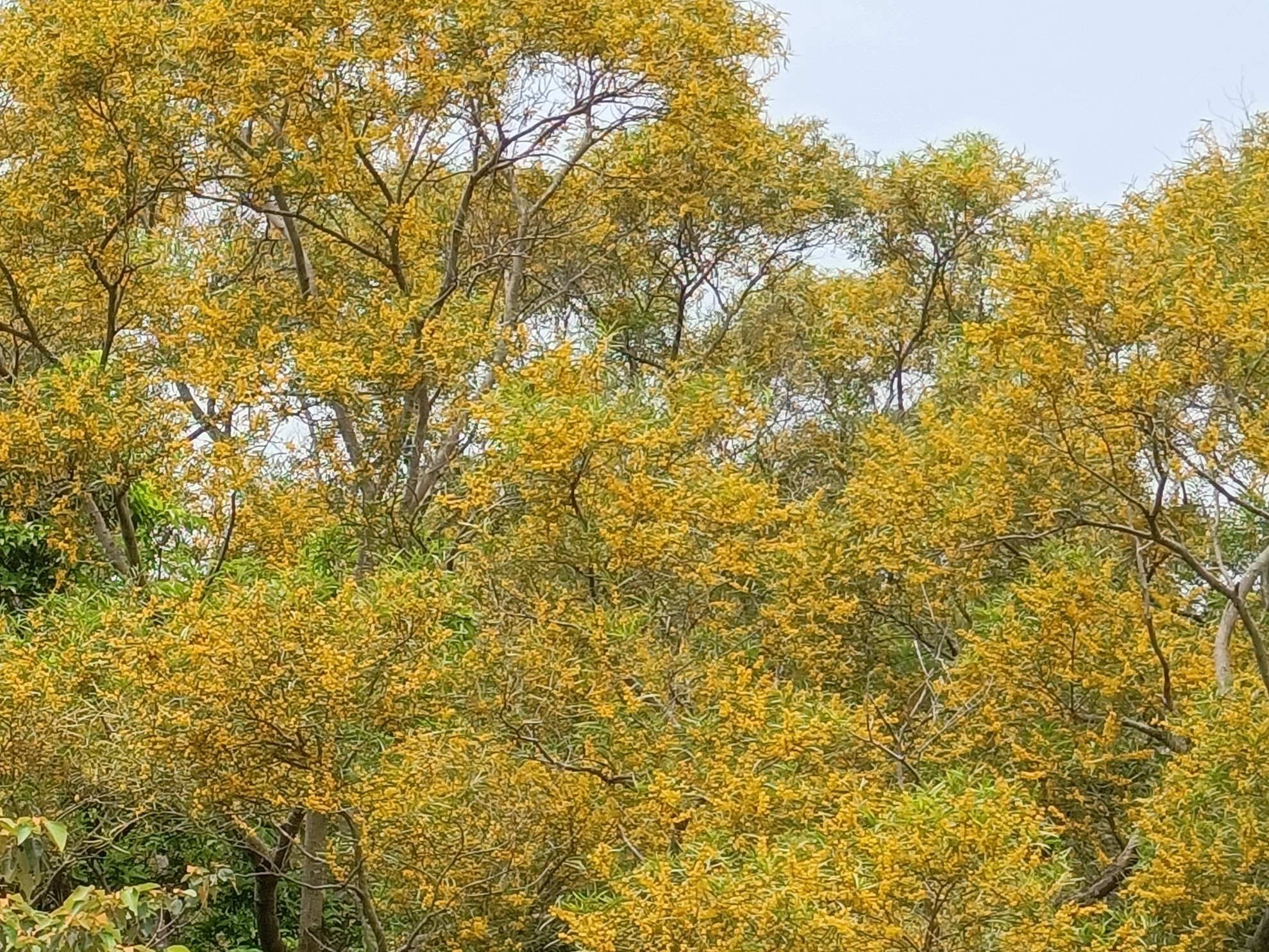 相思樹滿山開