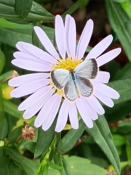 沖繩小灰蝶(藍灰蝶)1110421保一旁小公園歐寶 (2).jpg