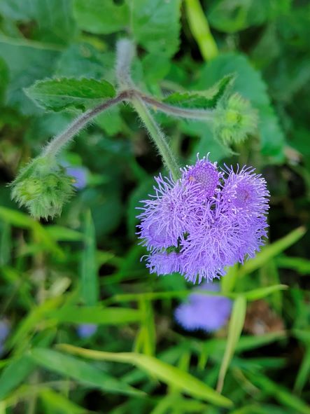 紫花霍香薊2.jpg