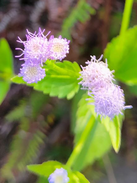 紫花藿香薊2.jpg