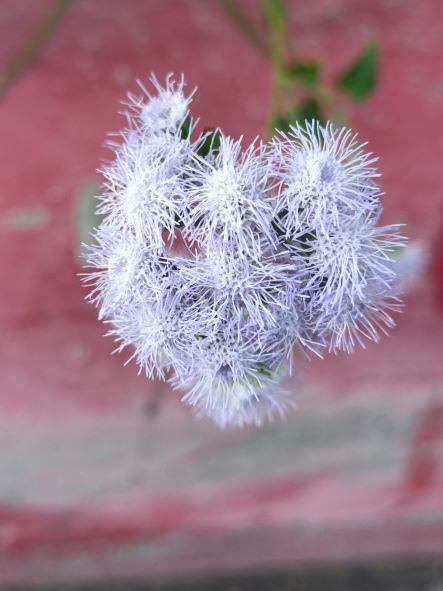 紫花霍香薊4.jpg