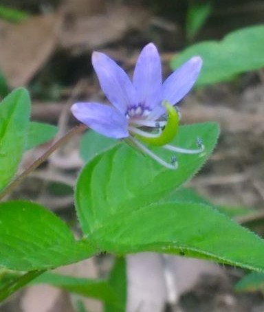 平伏莖白花菜1.jpg