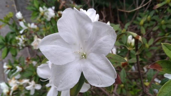 杜鵑花2月.jpg