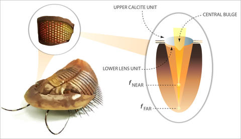 Trilobita-camera.jpg