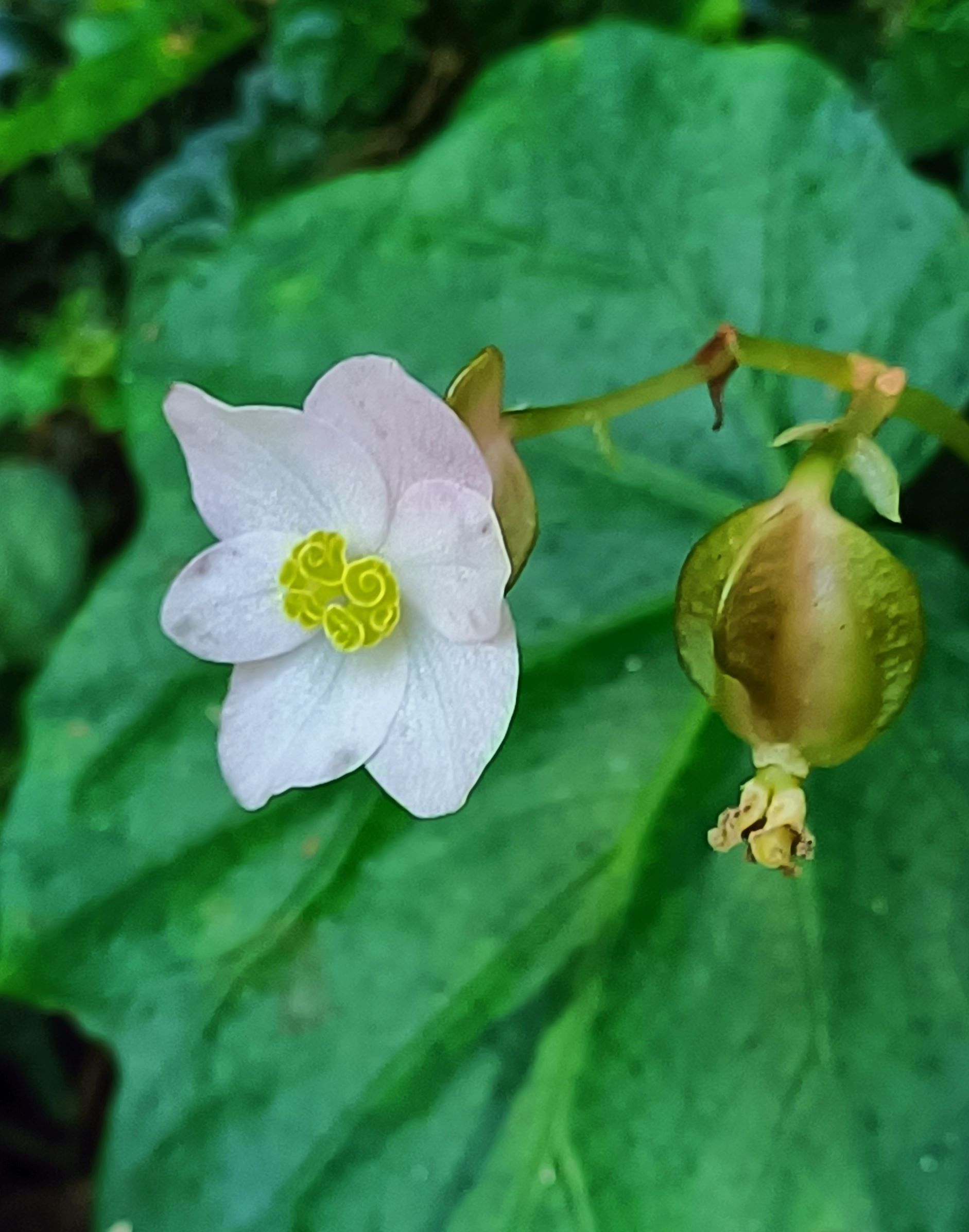 水鴨腳秋海棠1.jpg