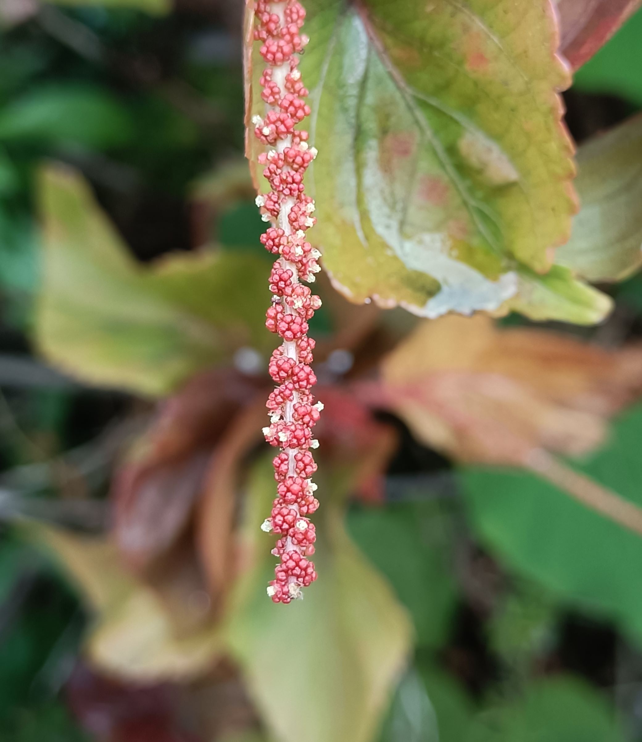 紅葉鐵莧雄花1.jpg