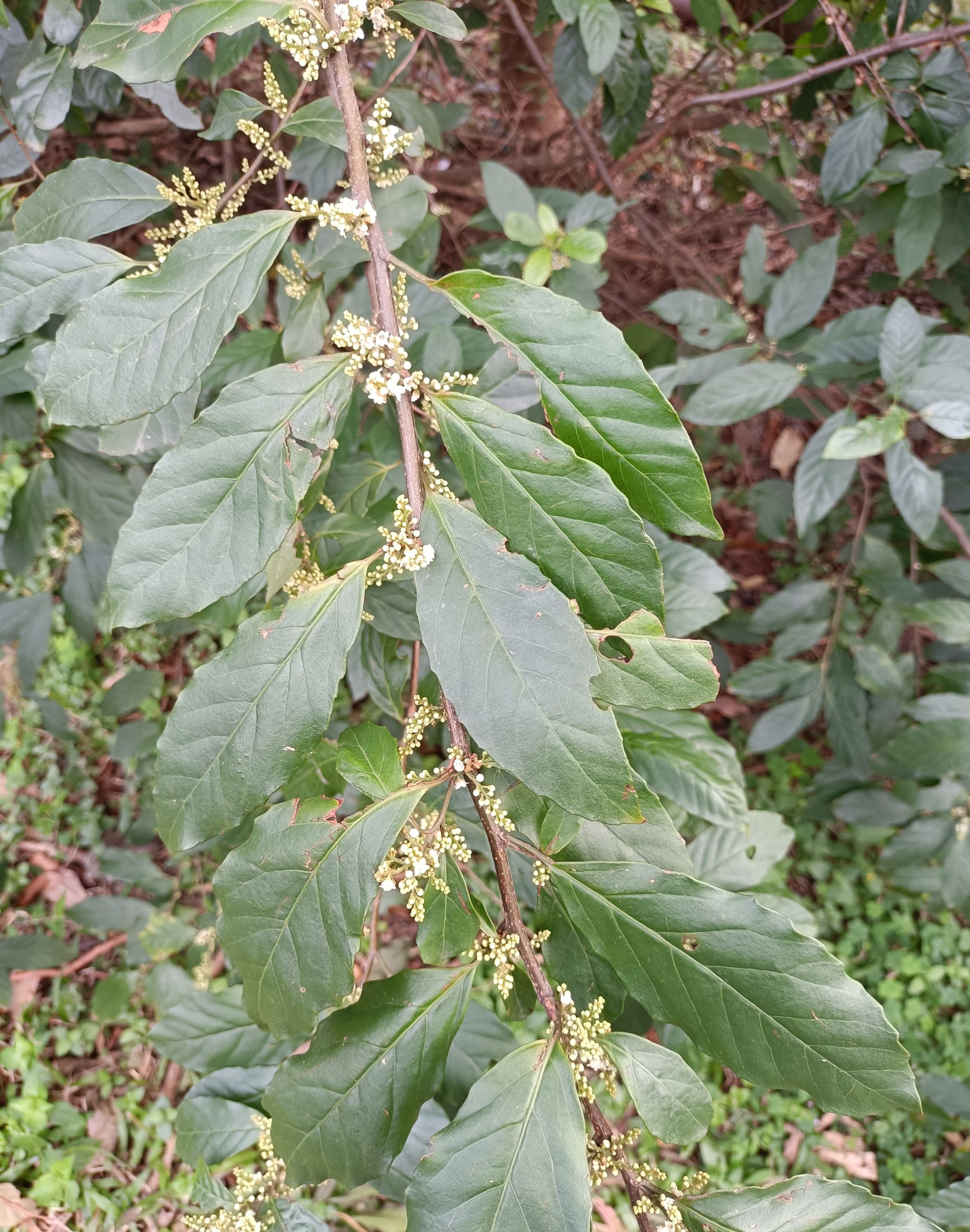 台灣山桂花3.jpg