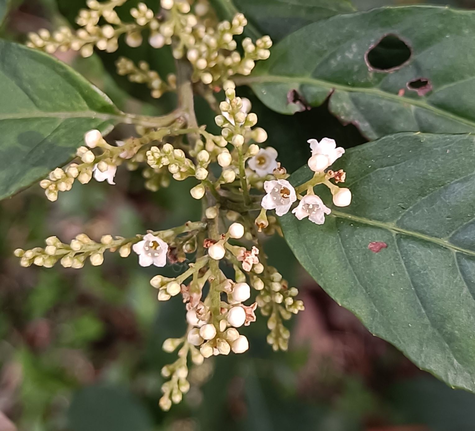 台灣山桂花4.jpg