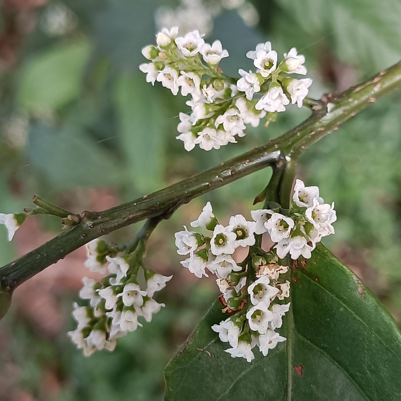 台灣山桂花6.jpg