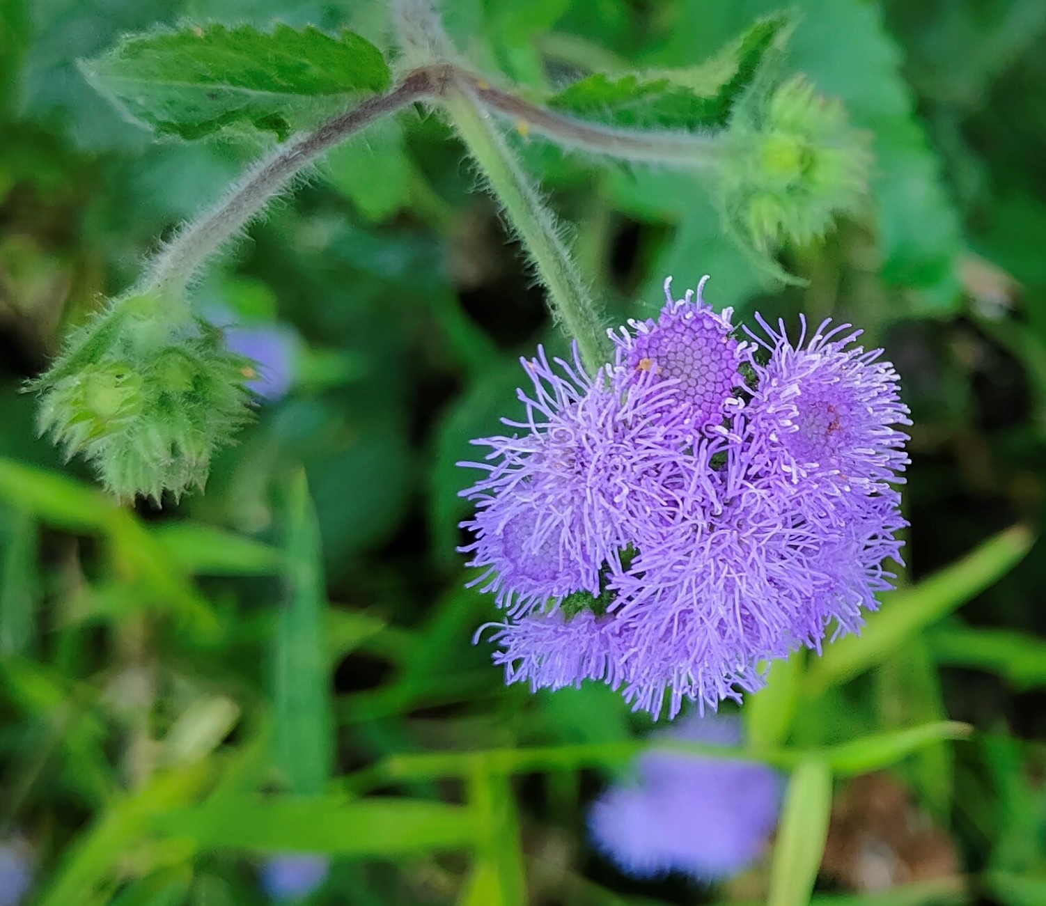 紫花藿香薊6.jpg