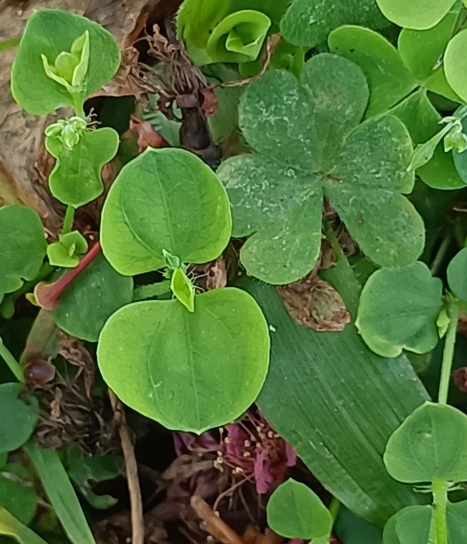 荷蓮豆草(菁芳草)4.jpg