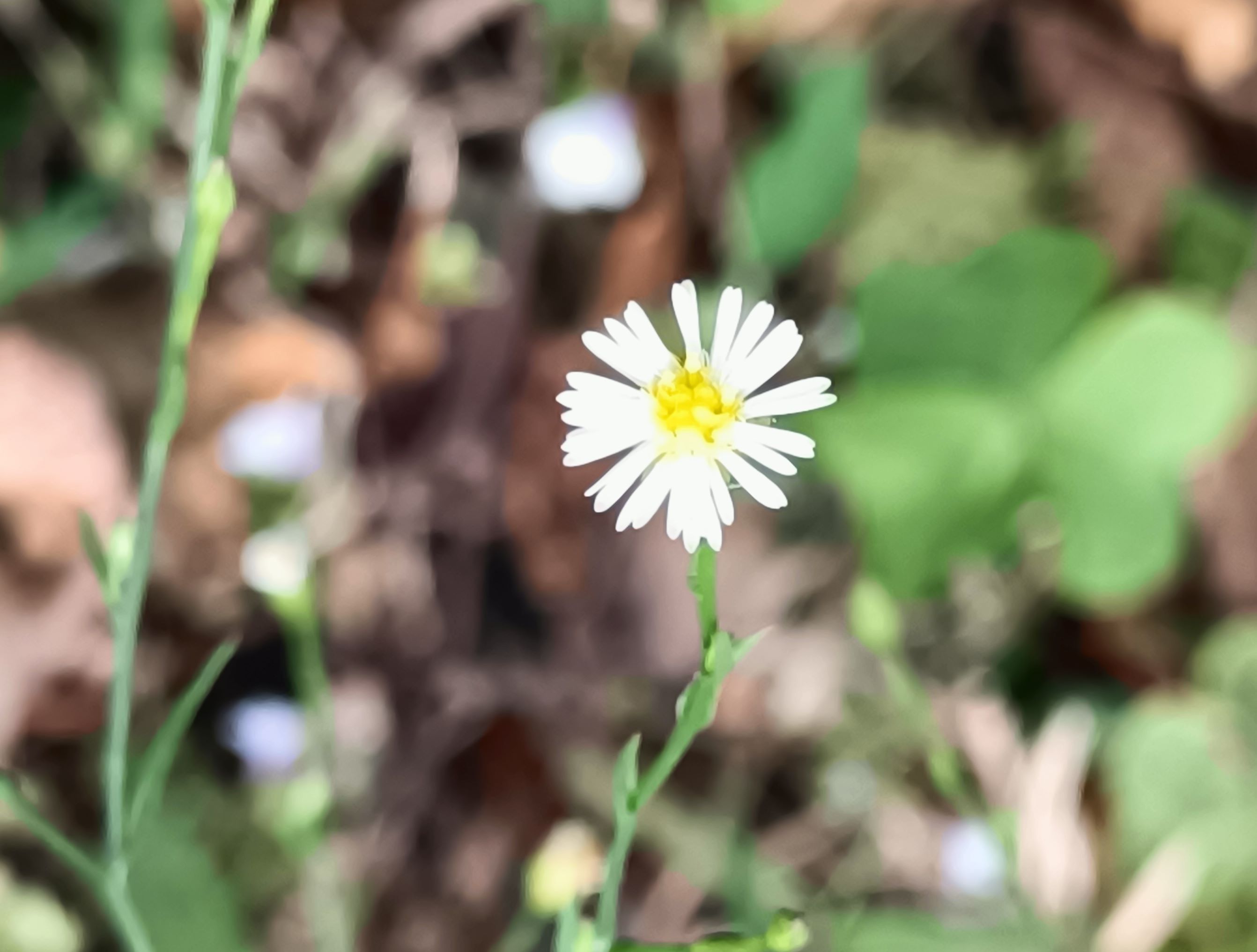 掃帚菊(鑽葉紫菀)3.jpg