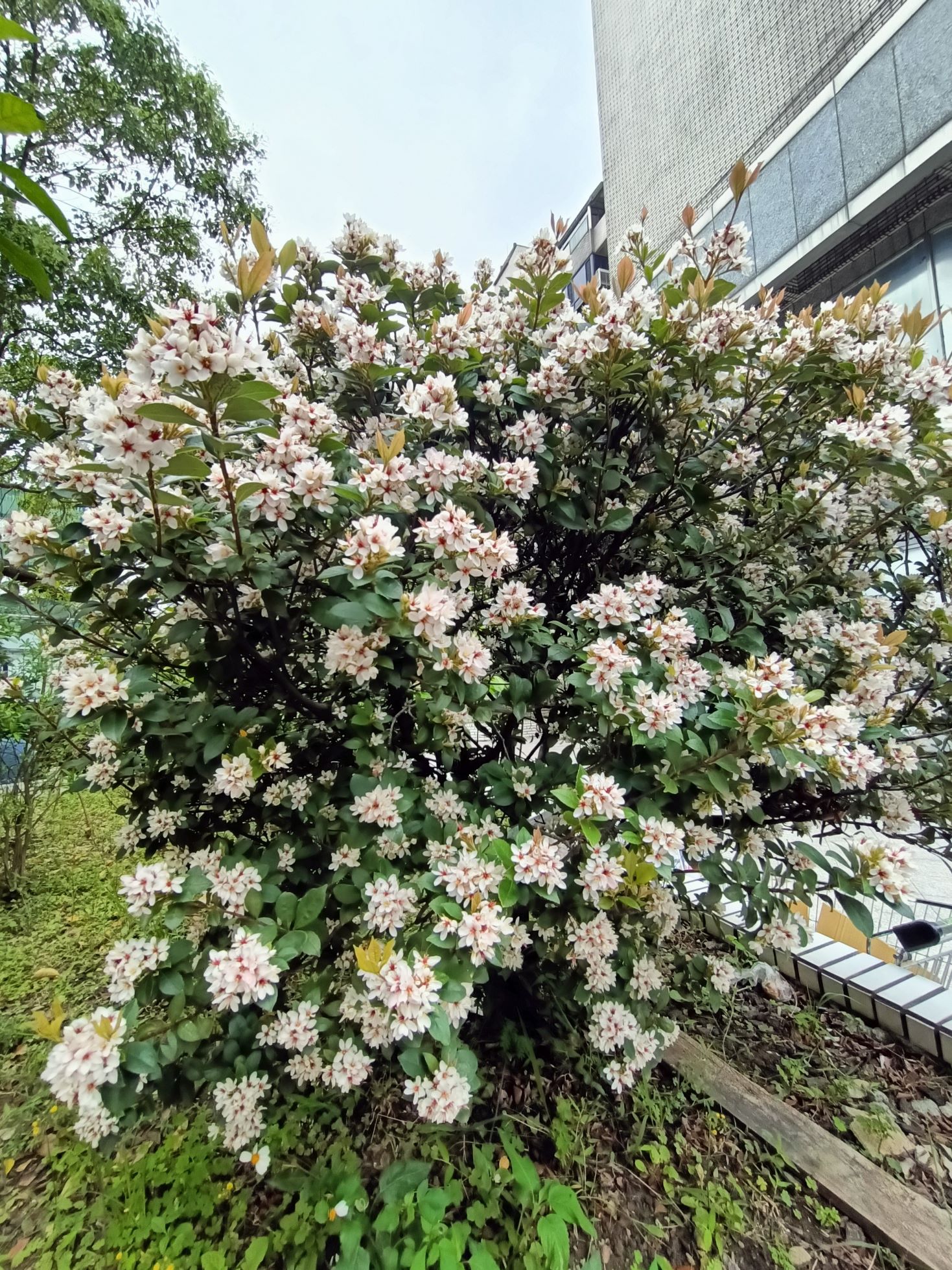 石斑木1.jpg