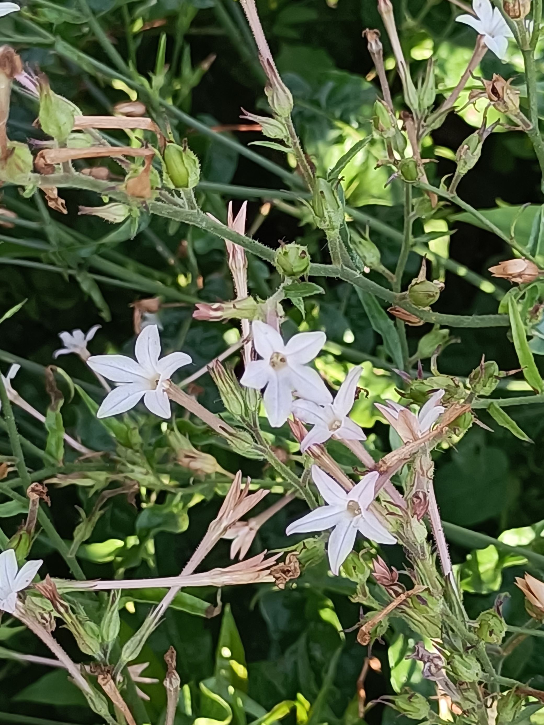 花菸草3.jpg