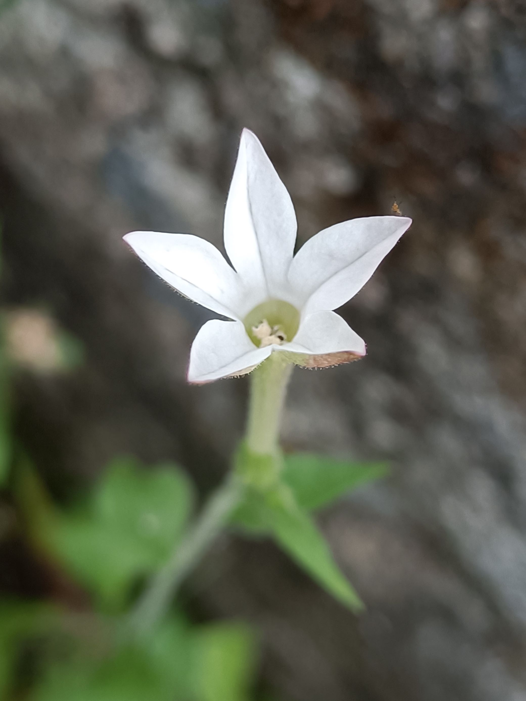 花菸草6.jpg