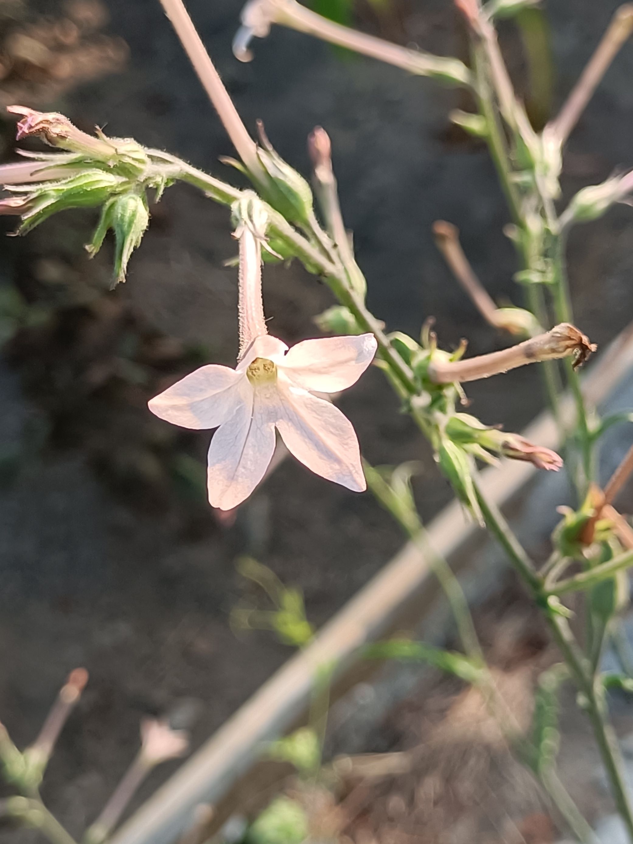 花菸草5.jpg