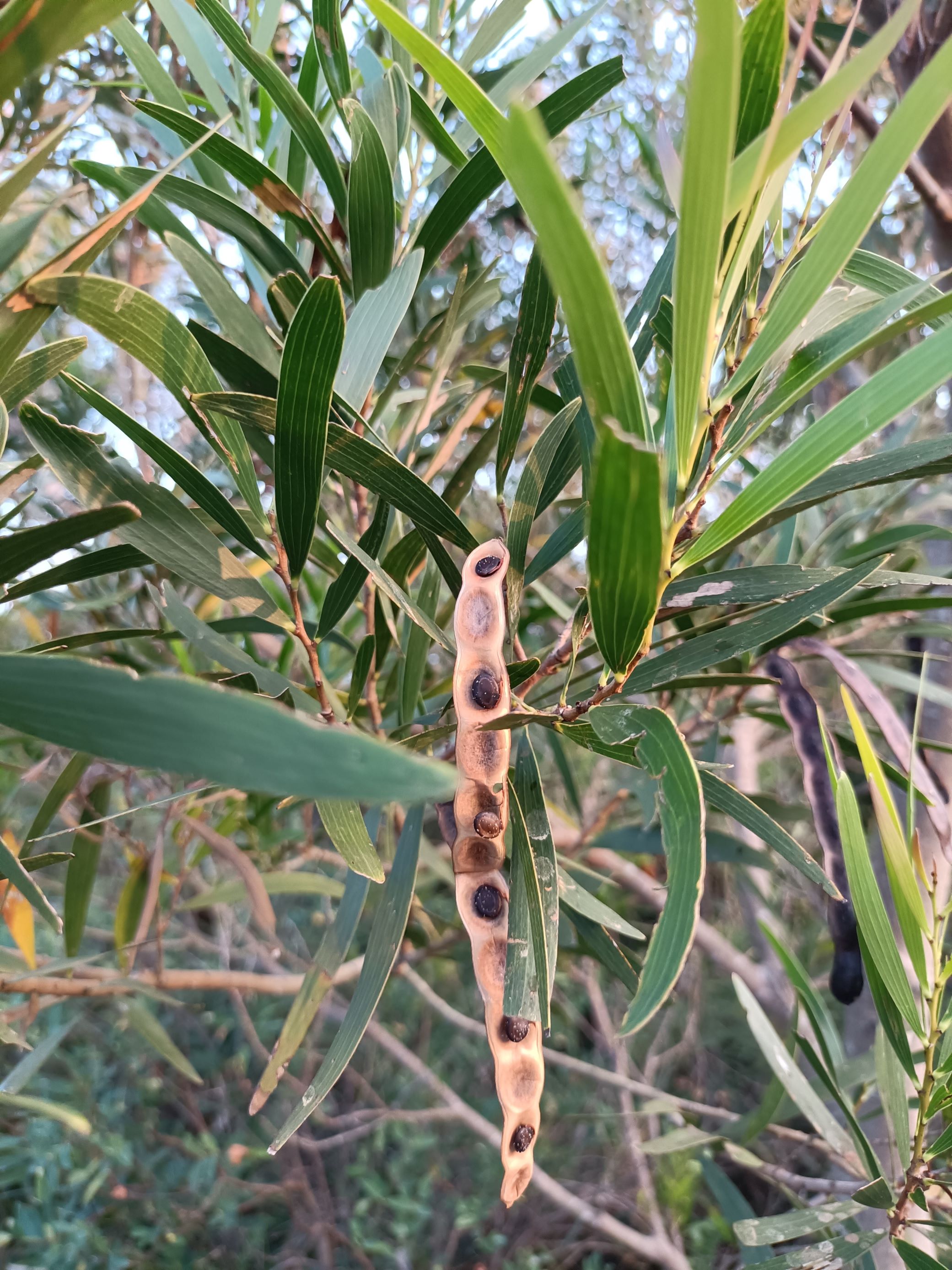 相思樹葉片及果實1.jpg