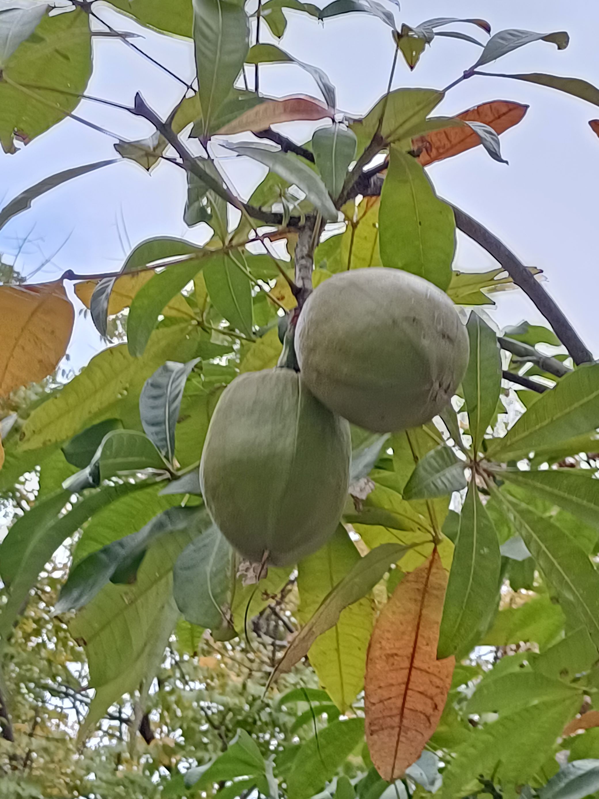 馬拉巴栗3.jpg