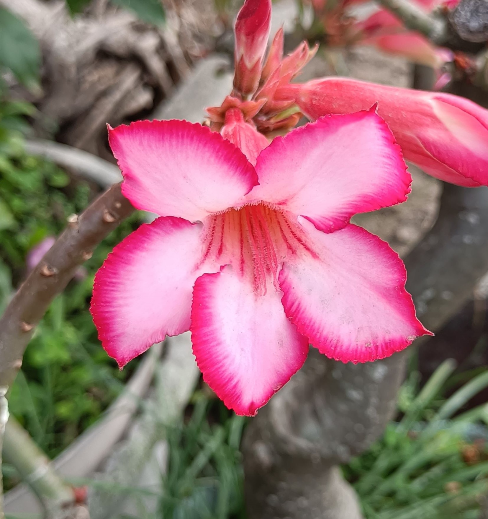 沙漠玫瑰4.jpg