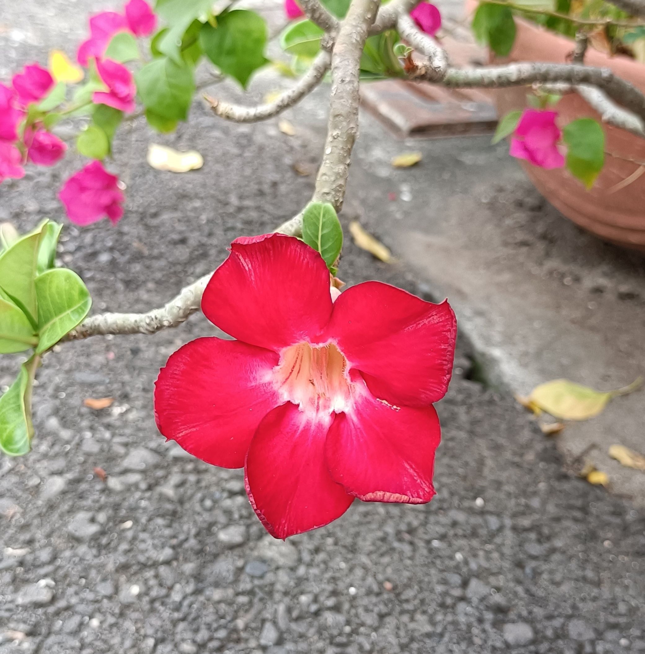 沙漠玫瑰6.jpg