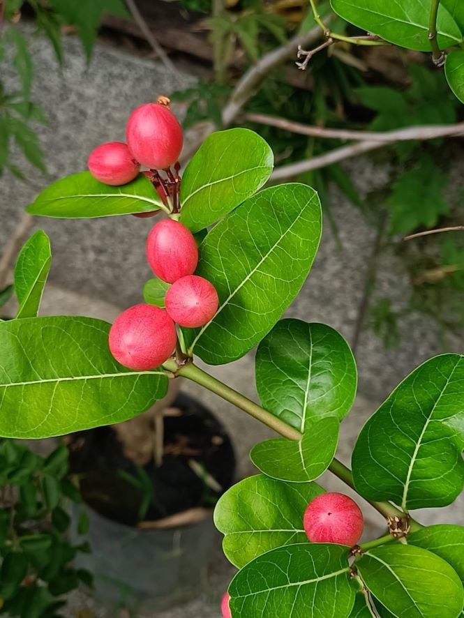 刺黃果4.jpg
