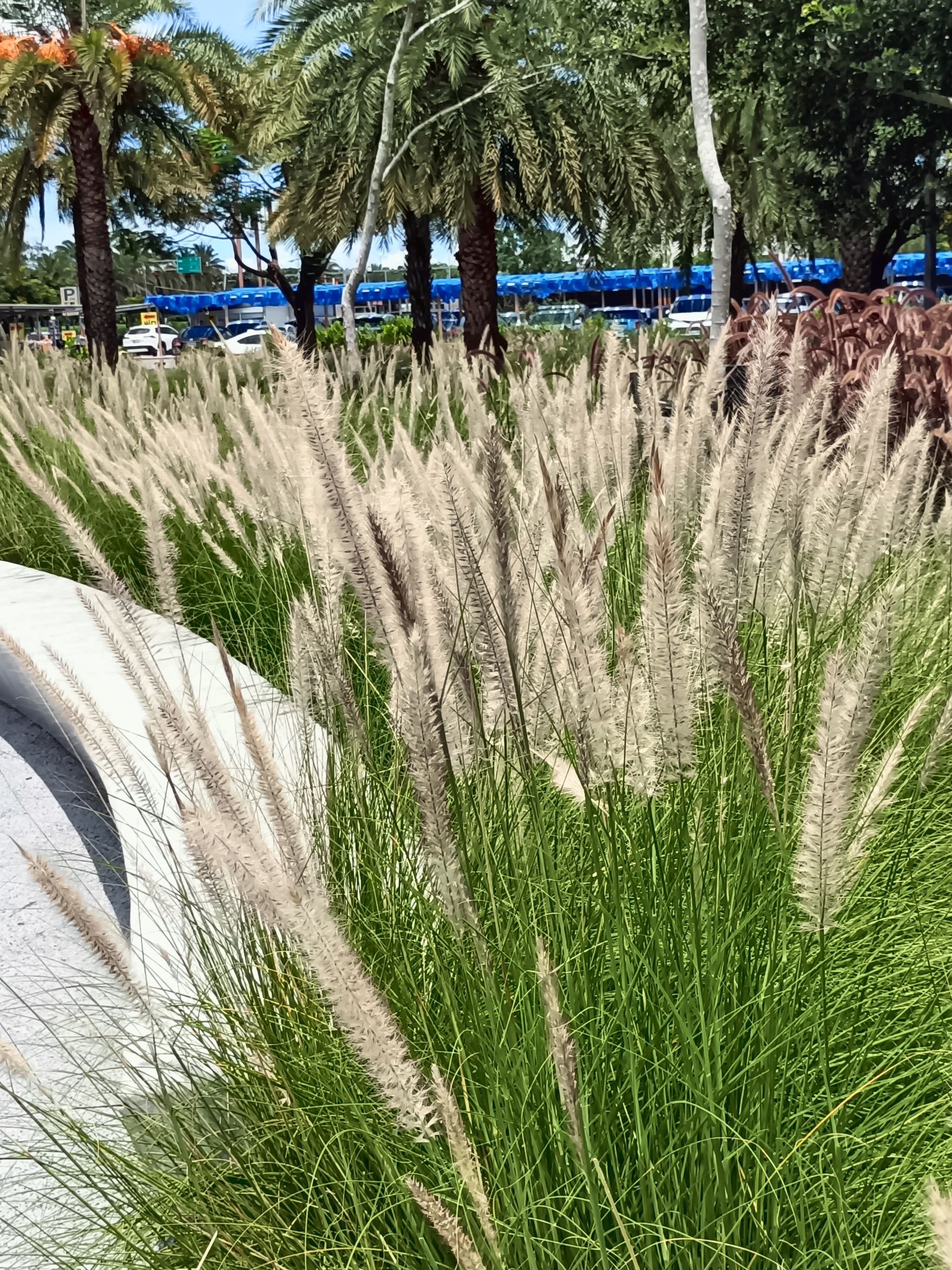 狼尾草2.jpg