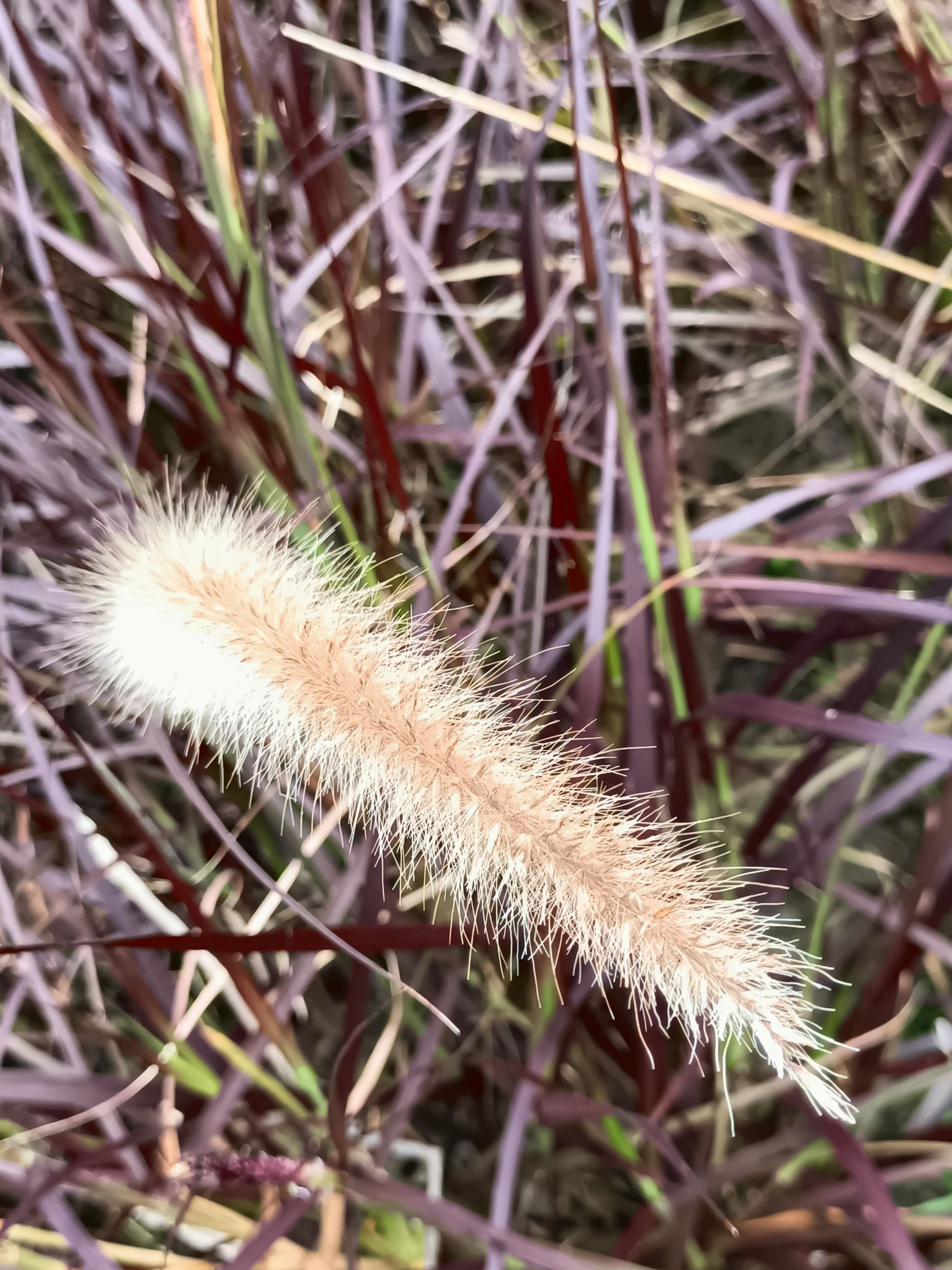 狼尾草4.jpg