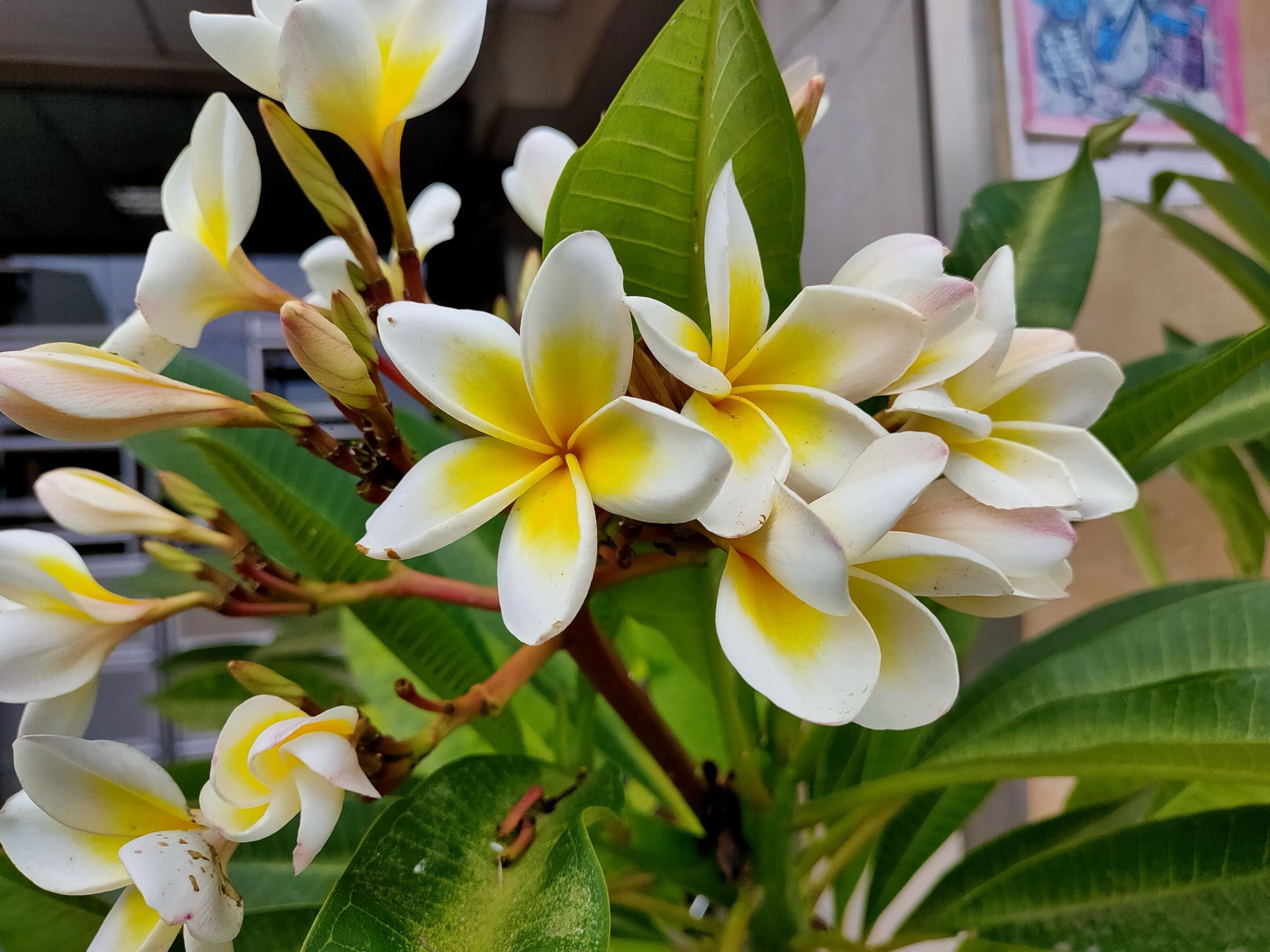 緬梔(雞蛋花)7.jpg