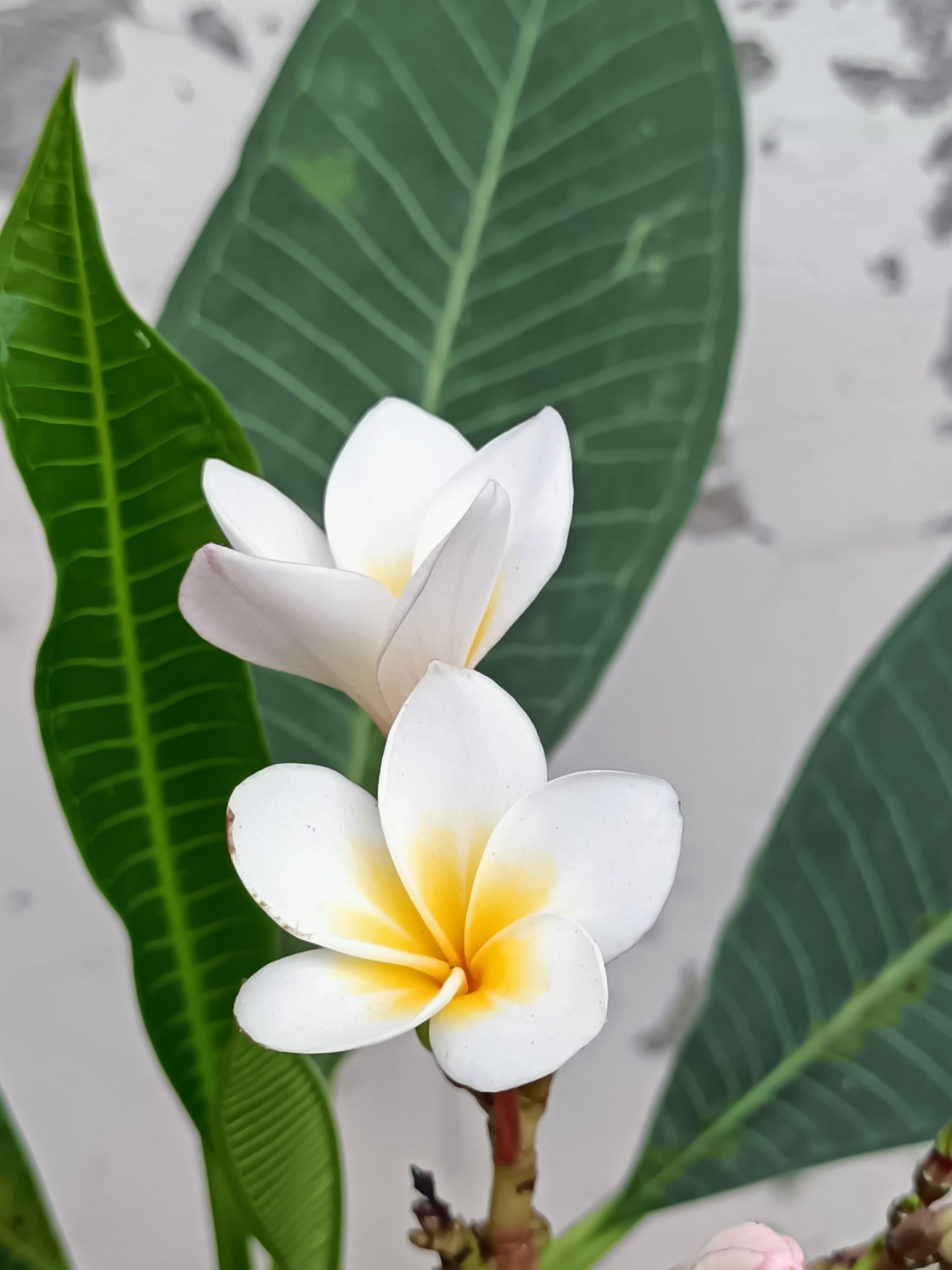 緬梔(雞蛋花)8.jpg