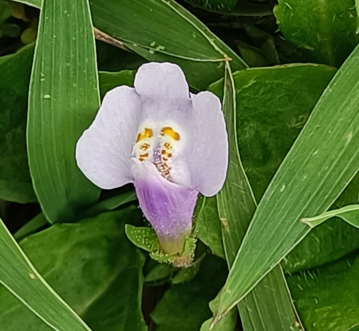 通泉草2.jpg