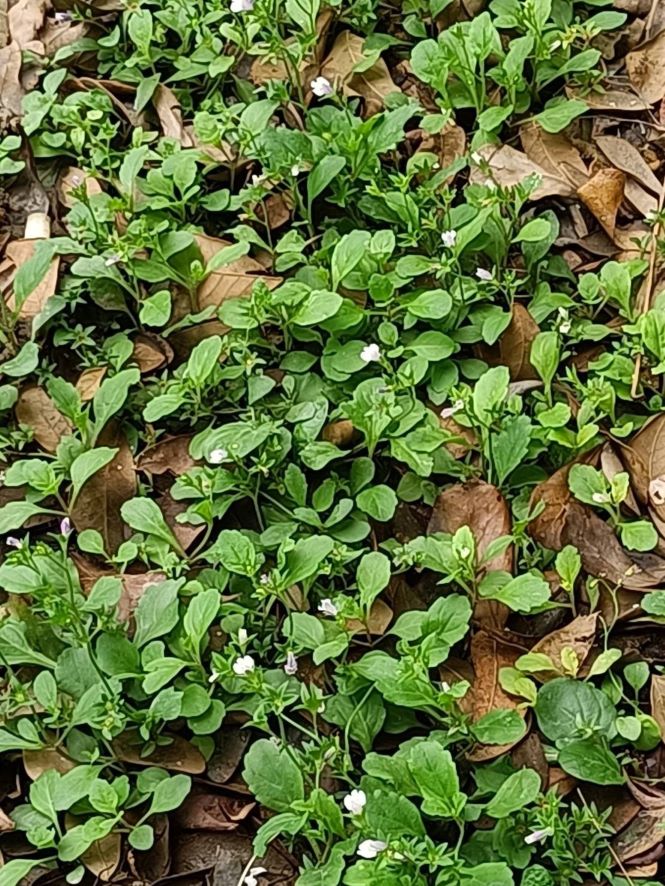 通泉草4.jpg