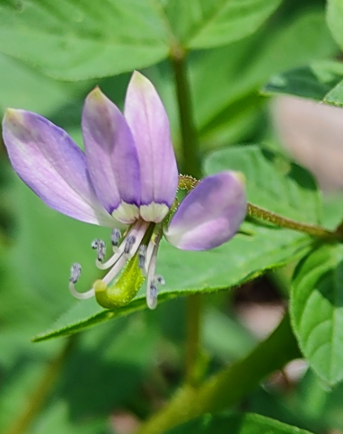 平伏莖白花菜7.jpg