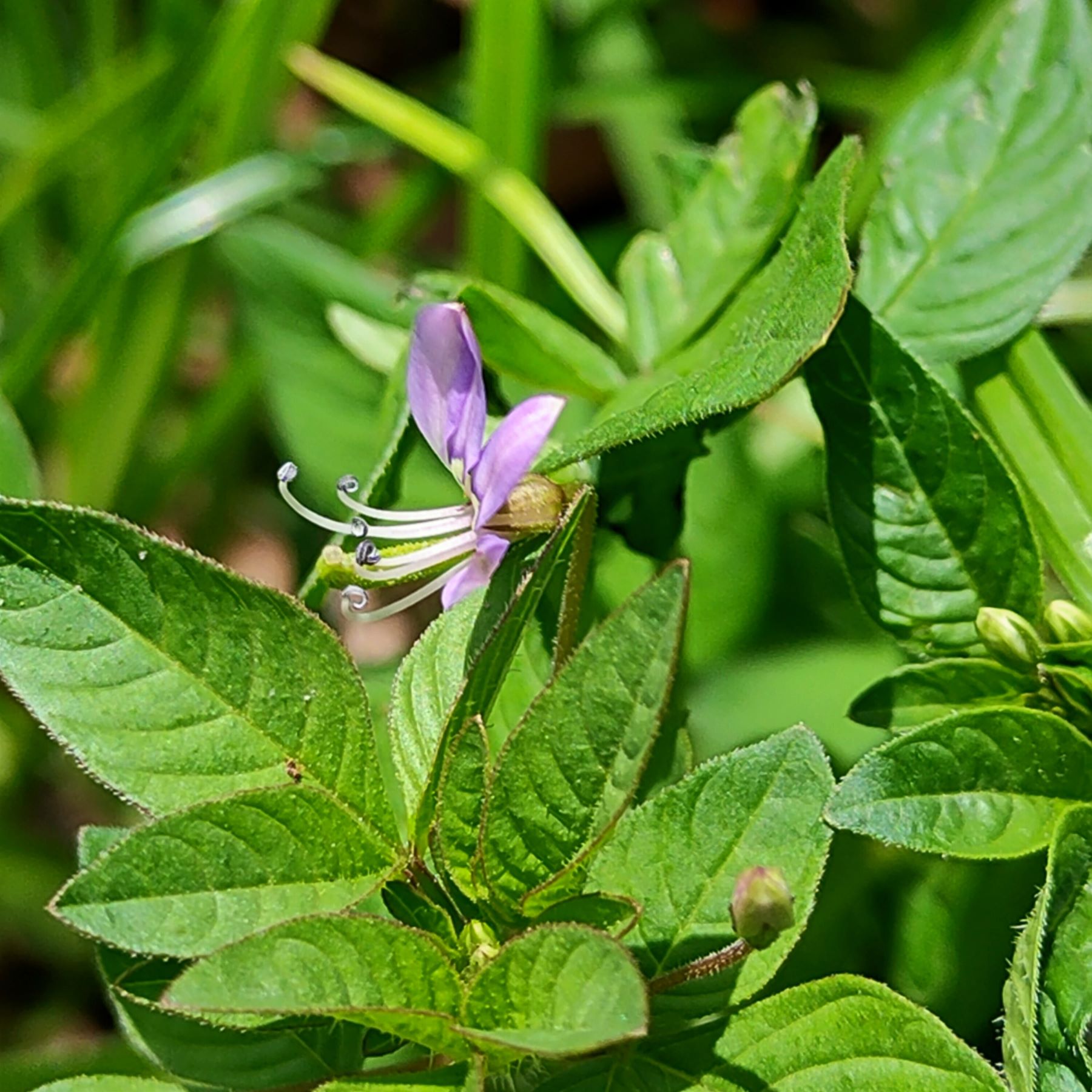 平伏莖白花菜6.jpg