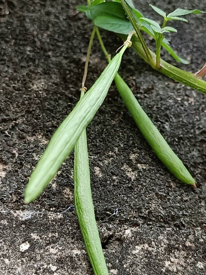 平伏莖白花菜果實2.jpg