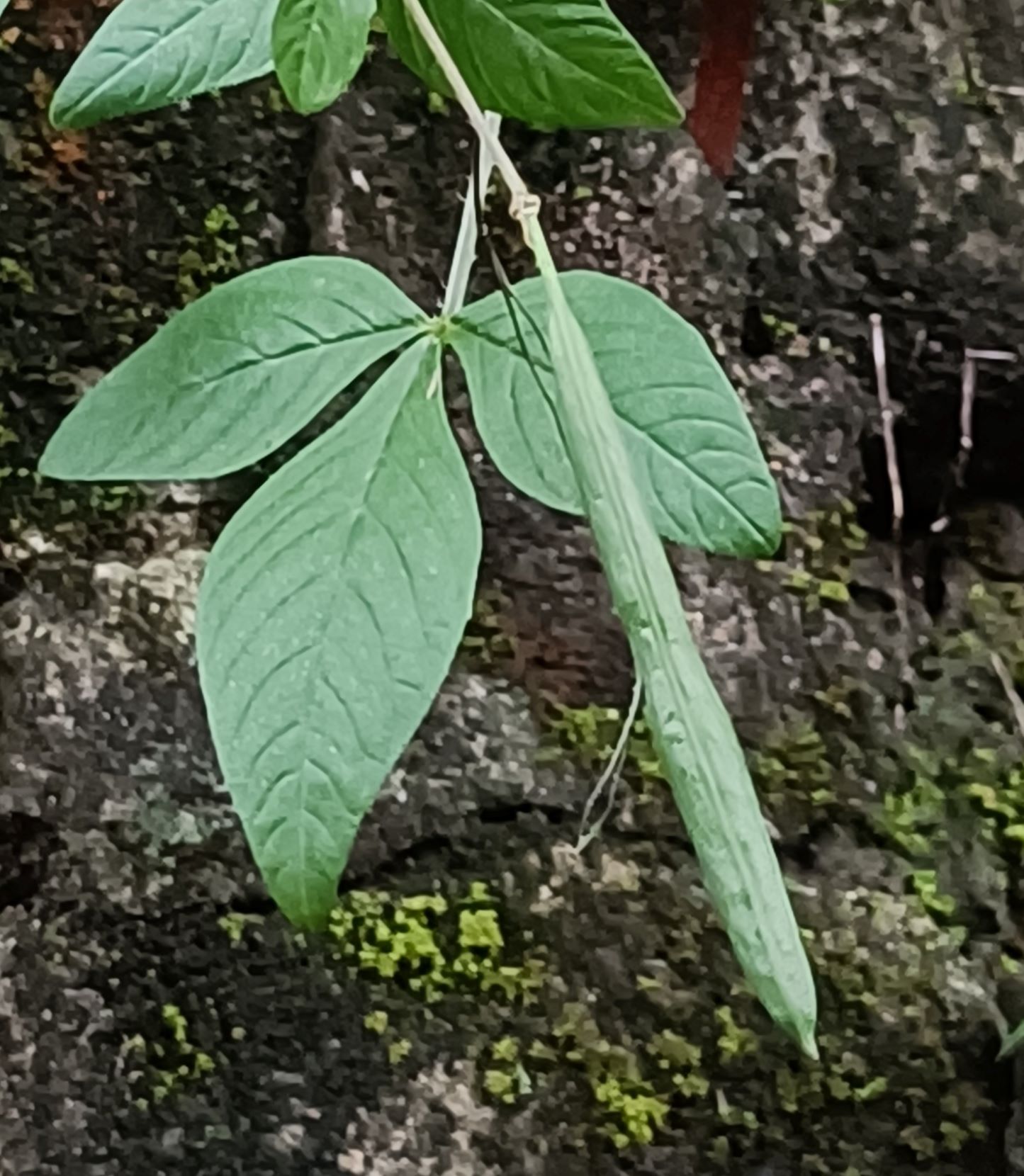 平伏莖白花菜果實3.jpg