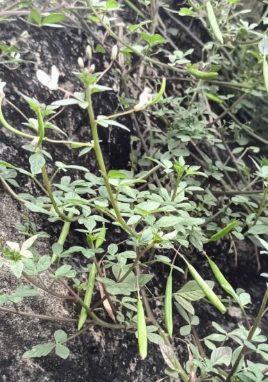 平伏莖白花菜在山壁1.jpg