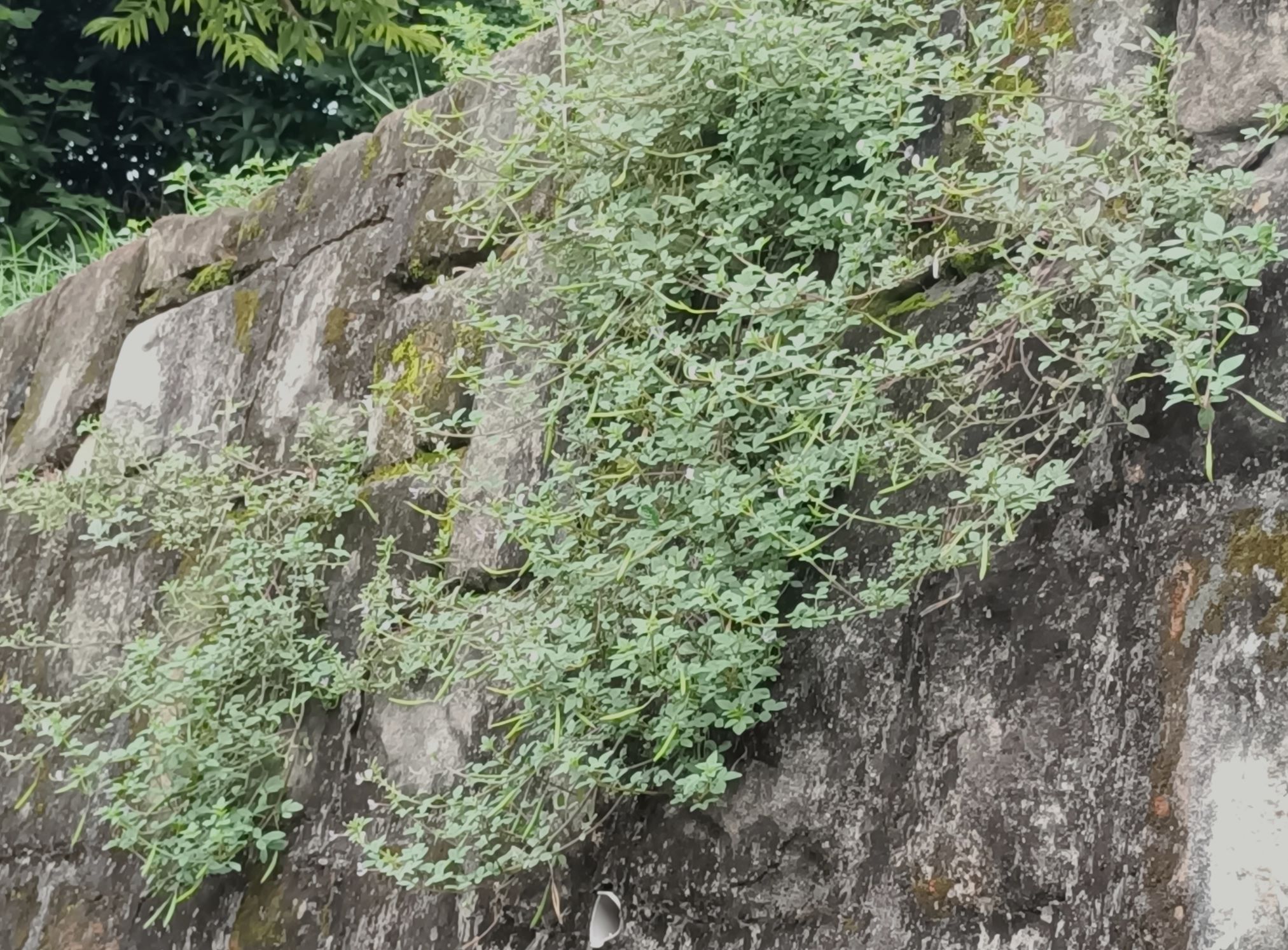 平伏莖白花菜在山壁2.jpg