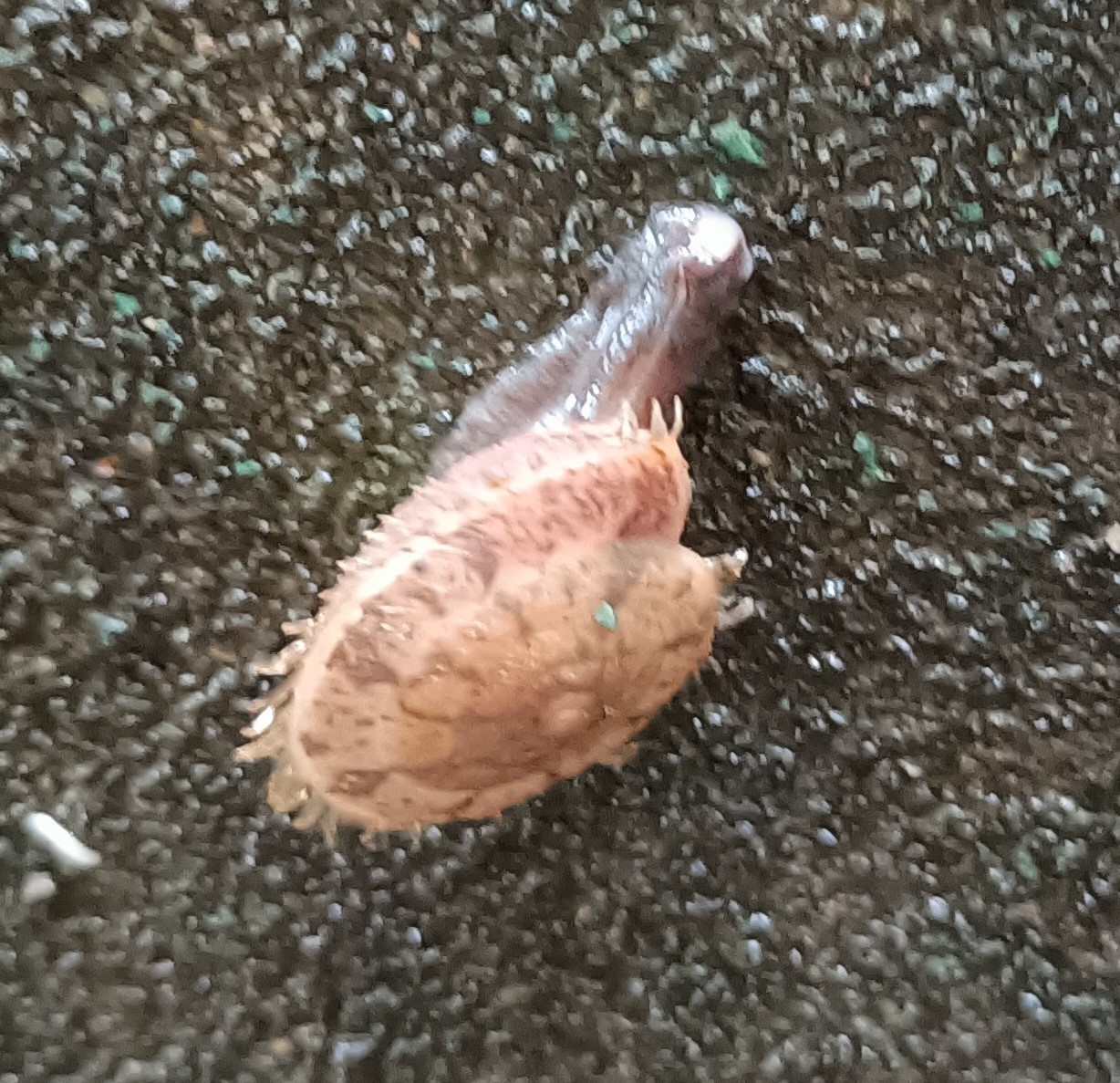 盾蝸牛1.jpg