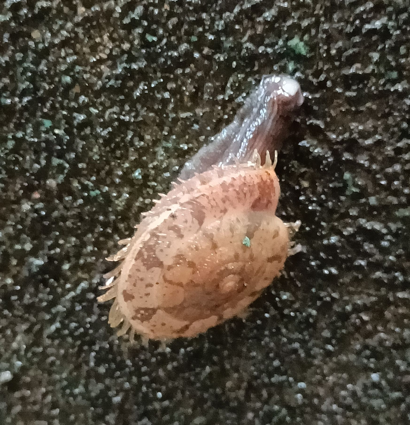 盾蝸牛2.jpg
