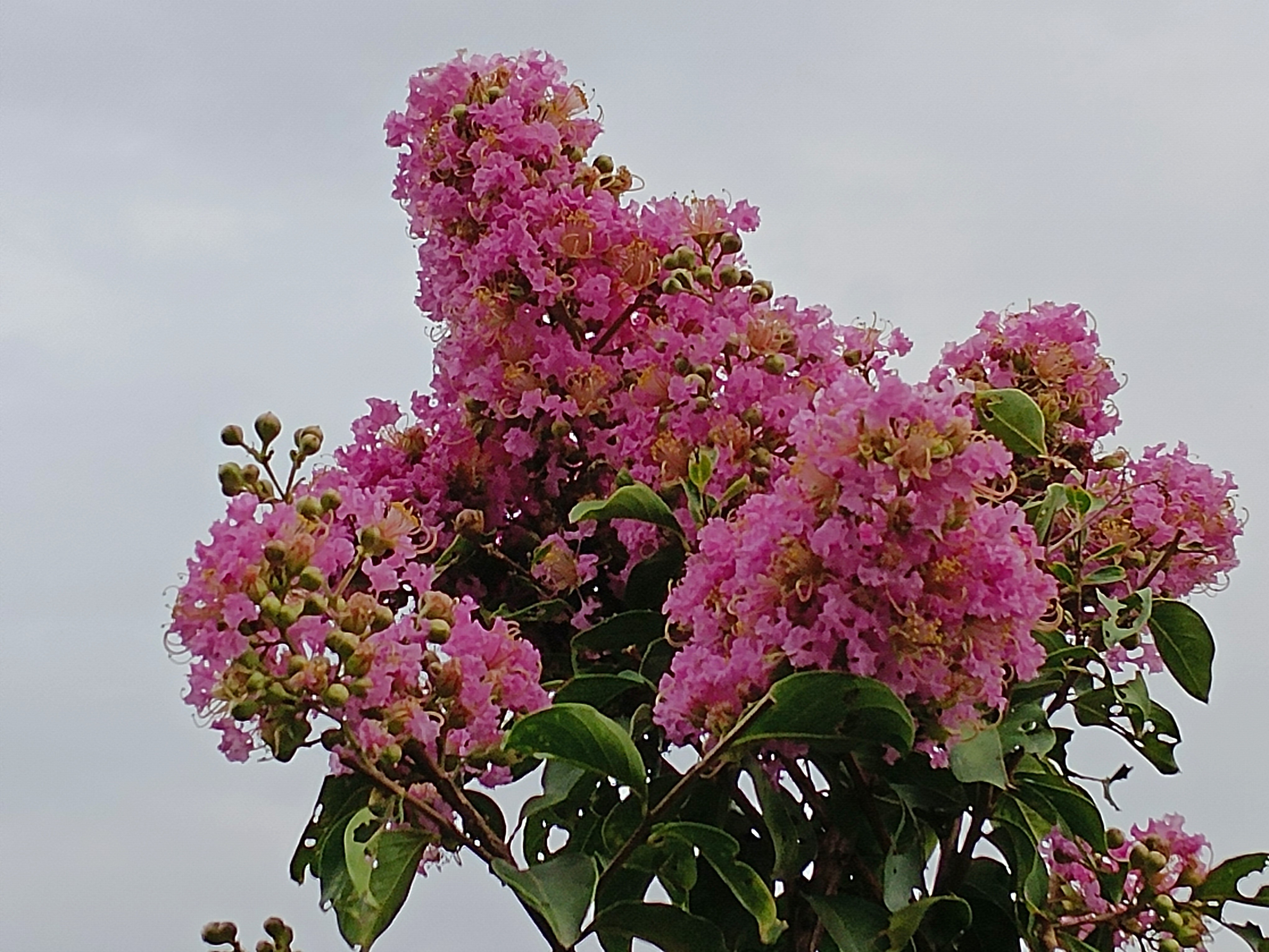 小花紫薇2.jpg