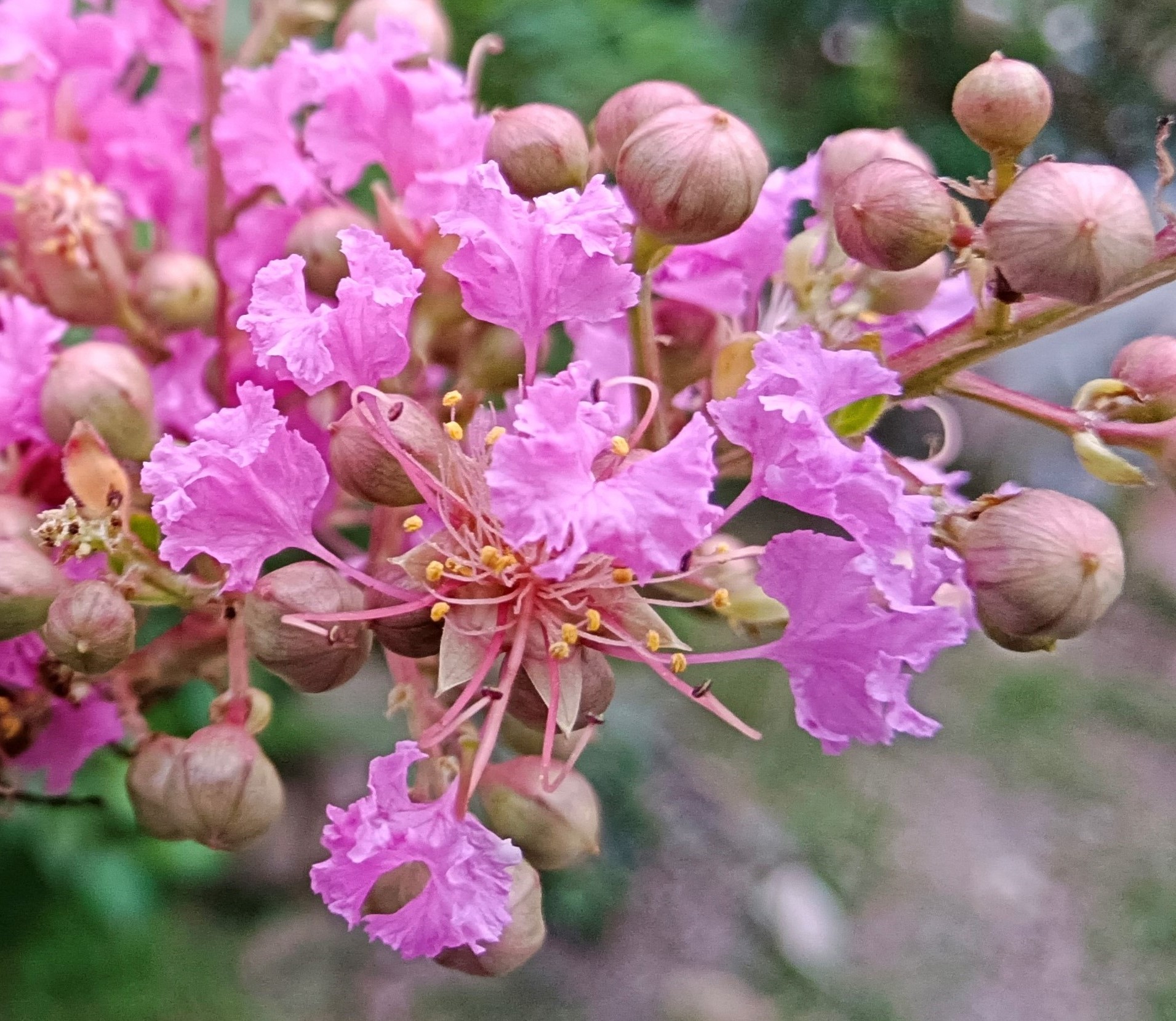 小花紫薇3.jpg