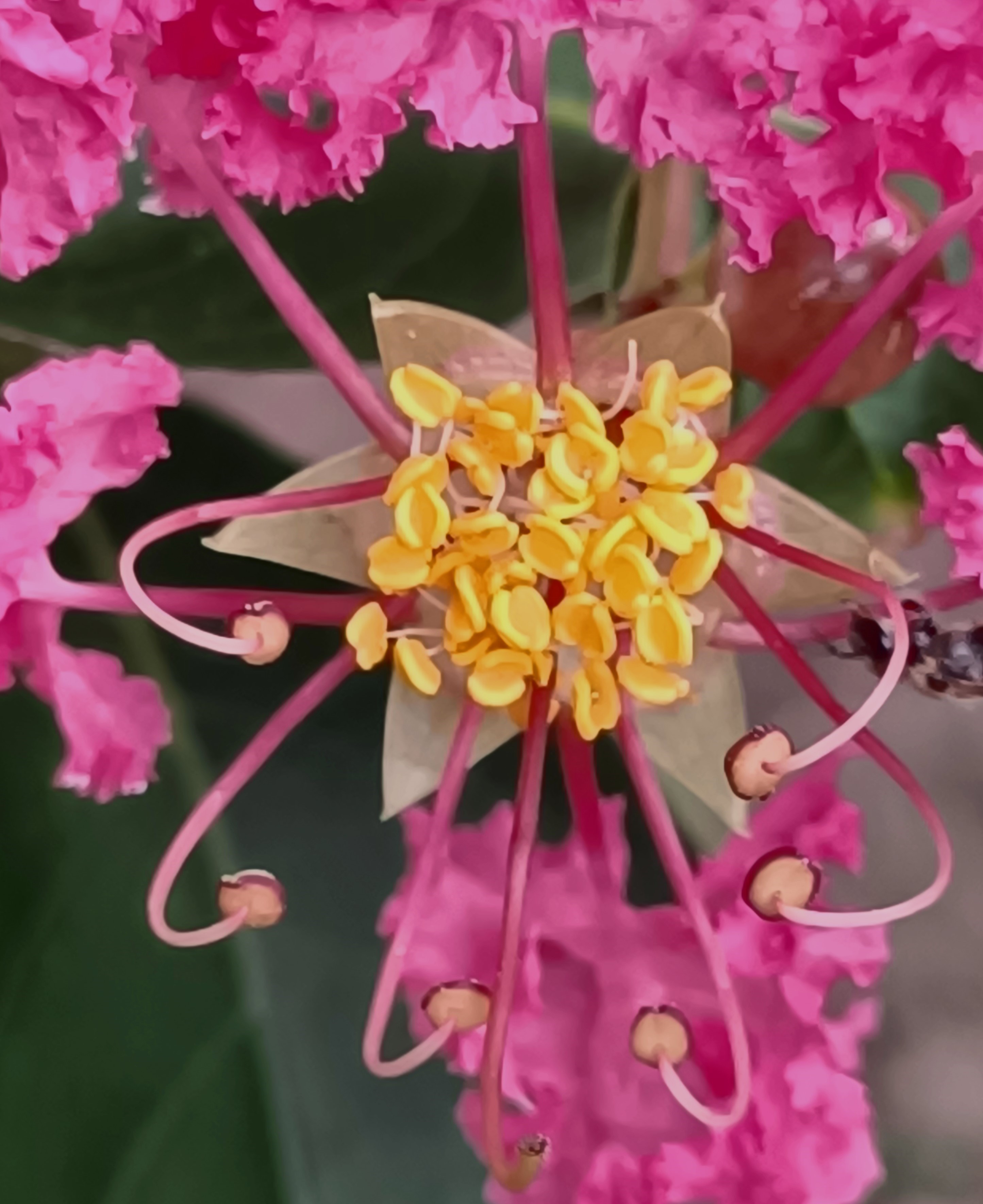 小花紫薇6.jpg