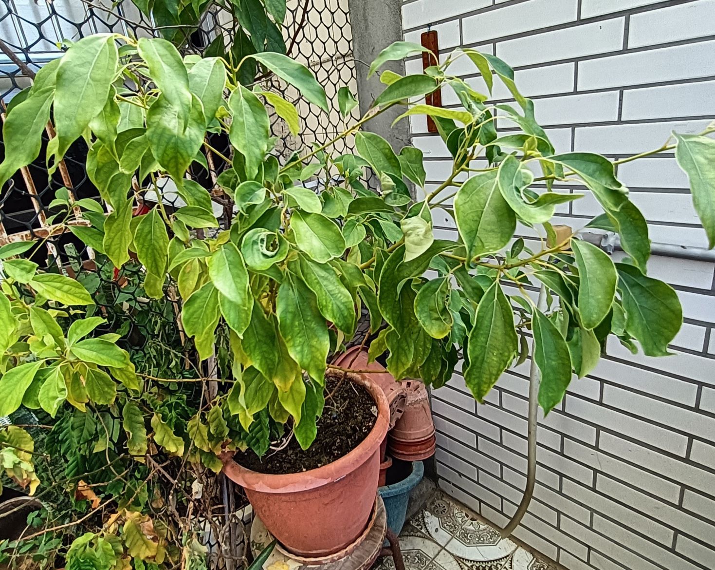 樟樹1.jpg