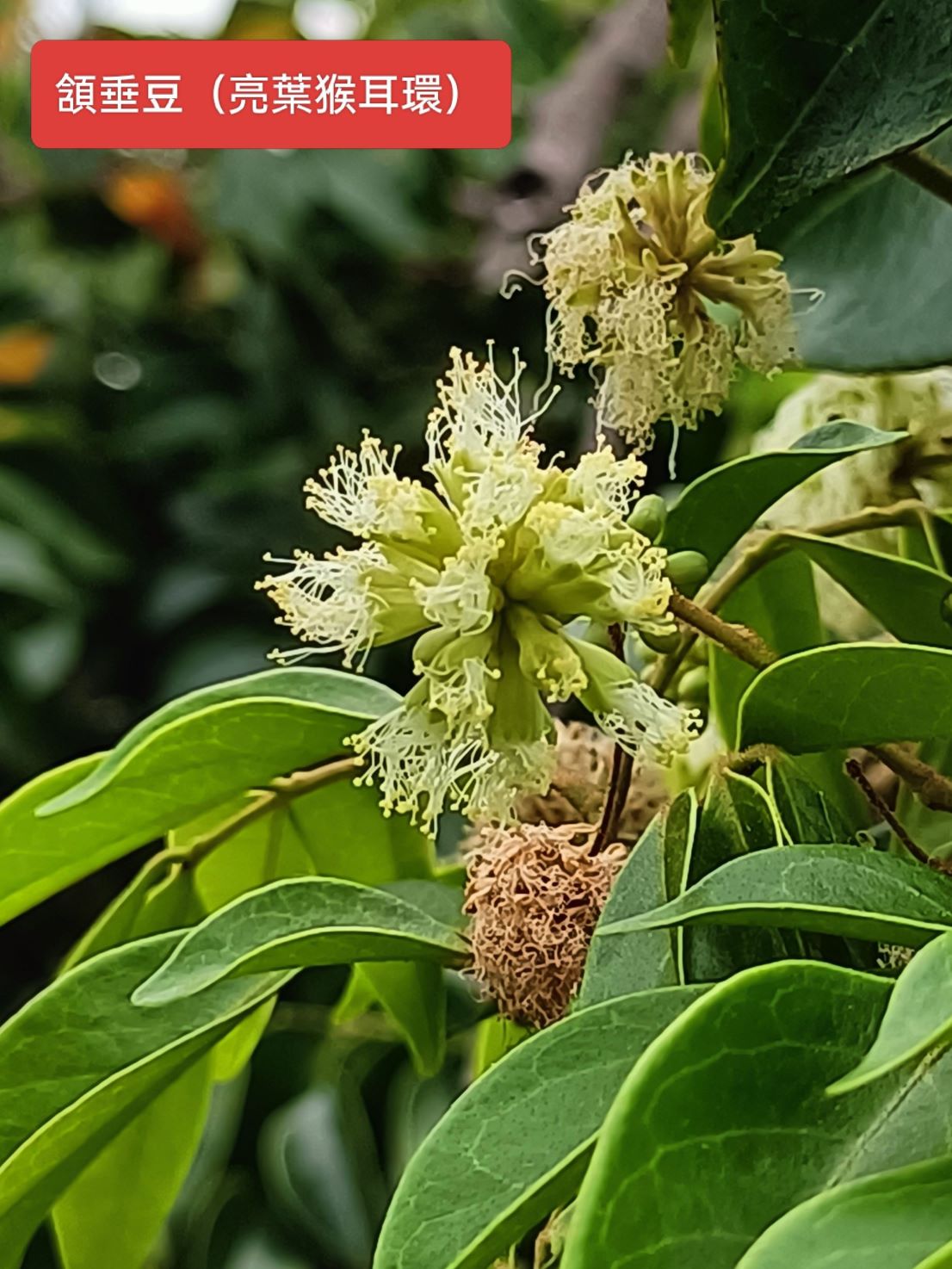 頷垂豆(亮葉猴耳環)6.jpg